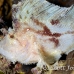 scorpionfish_leaf_sr_beqa_h_0058_fij0064.jpg
